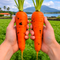 [농장직송 특가] 제주 구좌 당근 엄격선별 햇 흙당근, 1박스, 중3kg