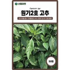 원기2호 고추 씨앗 50립 잎고추 전용 AGI 고함유 잎이 큰 다수확 품종 종자, 1개