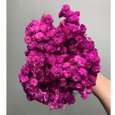 “Be a florist 花藝夢” 義大利 進口 蠟菊 花面大小約13x13公分, 1個, 紫色