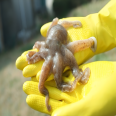 서해안 당일조업 생물 활 주꾸미 1kg, 1개, 2kg(24미내외)