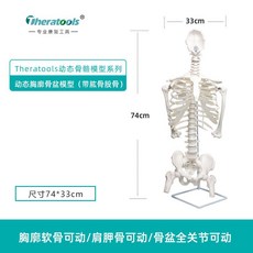 인간의 다섯 섹션 골반 요추 및 해부학 다리 모델 교육 뼈, B. 화이트 흉골반 모델 업그레이드