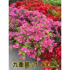 霏霏園藝 重瓣粉紅色九重葛 5-6吋盆, 1個, 6-7吋400元超商1個