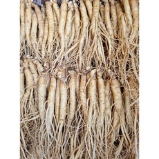 삼계탕용삼계 백숙용 갈비탕 튀김용 업소용 1000g(68-107뿌리) 무료세척 무료산지배송, 1kg, 1세트