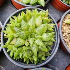 [해뜰다육] 야로수(3-)하월시아 다육식물 선인장, 1개