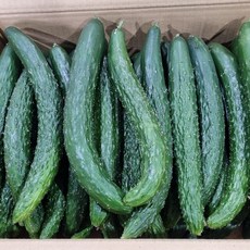 싱싱한 오이 특품 상품 국내산 가시오이, 1개, 가시오이 (상)못난이 10kg