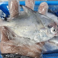 국내산 횟감 급냉 병어 1kg, 1개