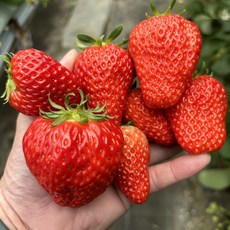 새벽수확 산지직송 국내산딸기 논산 킹스베리, 1개, 400g (왕특)