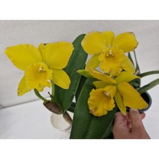 [신라난농원]카틀레야.허스키보이.진노랑색.꽃화형이 중간형.예쁜꽃.고급종.은은한향..인기상품.꽃대없음.꽃피었던상품.필독뒷사진참고., 1개