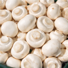 산지직송 부여 양송이버섯, 1박스, 최상품 양송이버섯 2kg