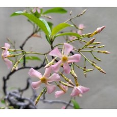 향기가 찐한 분홍백화등 (새로입고되었어요), 1개, 분홍꽃