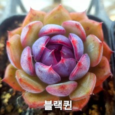 내맘대로골라 다육이 다육식물, 29번- 블랙펄, 1개