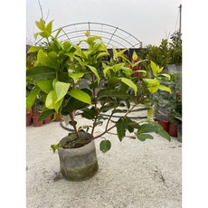 霏霏園藝 蓮霧綜合品種成樹, 綜合品種蓮霧成樹一棵600元, 1個