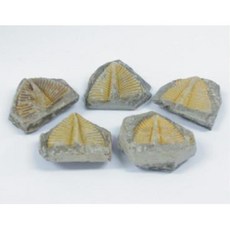 삼엽충 꼬리 화석 모형 표본 교보재 5개 과학물품 과학 교육기자재 실험