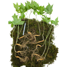 먹산삼 산삼 산양산삼 산양삼 장뇌삼 5~6년근 정삼, 5개