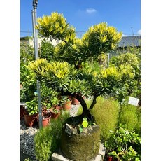 霏霏園藝黃金羅漢松老樹 十年以上老欉 庭院景觀植物首選 特價優惠中