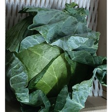 국내산 고랭지 아삭아삭 양배추 3통(6kg내외) 알뜰농장, 1개, 3통(5~6kg내외)