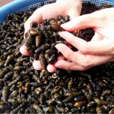 국산 다슬기 강원도 영월 동강 자연산 깐 생 다슬기 올갱이, 4-1.깐다슬기(특판200+200g), 1개