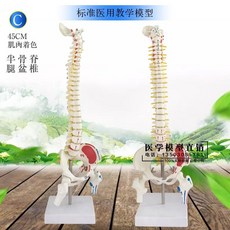 골반뼈모형 척추 교육용 의료교구 모형, B. 세로 - 45CM 컬러 척추, 1개