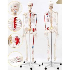 인체 골격 모형 표본 교육용 실습용 모형도 두개골 인대, 골격(170cm다채로운신경+추간판)+인대, 1개