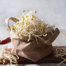 친환경 국산콩 콩나물 1kg 무농약 아삭한 간편조리 콩나물, 1개