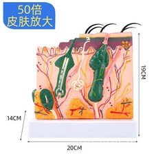 얼굴 마네킹 피부관리연습 실리콘 시뮬레이션 마사지 메이크업 혈자리 두상, M 모델