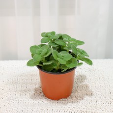 갑조네 장미허브 인테리어소품 공기정화식물, 4개