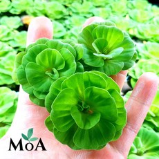 [모던아쿠아] 목련 물배추 수초 (2뿌리 & 5뿌리 & 18뿌리), 2개