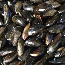 생물 홍합 1kg(90미 내외), 1개, 1kg