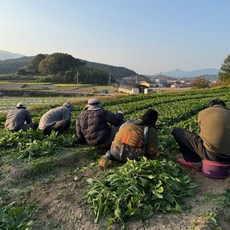 일등농수산 산지직송 남해 보물초 시금치, 1개, 5kg
