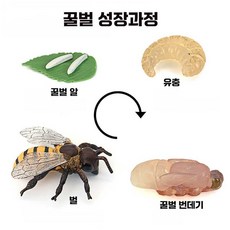 시뮬레이션 곤충 대형 꿀벌 성장과정 말벌 유충 알 어린이 교육, 1개, 4. 대형 벌