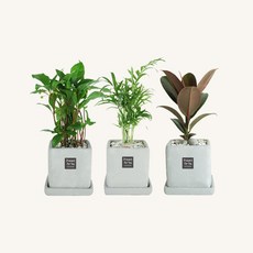 플랜트스토리 실내공기정화식물 스페셜그레이 소형 3종 화분 세트, 1세트, B형 천냥금+테이블야자+고무나무
