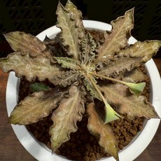 布楚禮 彩葉麒麟 觀賞植栽