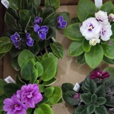 미니 바이올렛 바이올랫 꽃 나무 공기정화식물 꽃화분, 1개