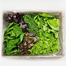 국내산 유러피안 샐러드 유럽 상추 쌈 채소 버터헤드 로메인, 1kg, 1개