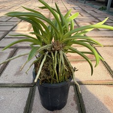 조일전 풍란 난초 소엽 동양란 실내화초 디디플랜트