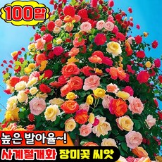 [높은 생존율] 100/200/300 사계절 장미 씨앗 덩굴 장미꽃 씨앗 다년생 덩굴 식물 옥상 실외 정원 혼합 색상, 100개