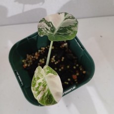 블랙밸벳 핑크바리에가타 알로카시아, 1개