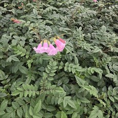 핑크 능소화 분홍색 야생화 반려식물, 1개