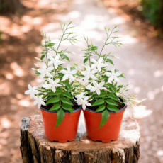 (안녕두구동)학자스민 1+1 향기좋은꽃 공중걸이