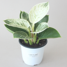 버킨 콩고 무늬 콩고 실내 공기정화식물 화분 화이트포트 플랜테리어, 1개, 식물단품