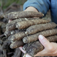 26년 국내산 고랭지 햇 더덕, 1개, 흙더덕(중품) 1kg