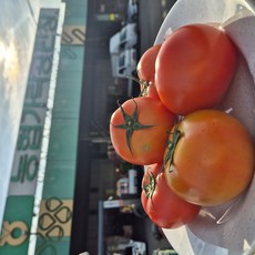 [가락시장 직송] 특상품 토마토 완숙 찰토마토 당일경매 선별, 1개, 1kg