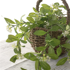 Dow F&G 黃楊木茄子 2 包, 1套, 綠色