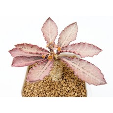 유포르비아 프란코이시 하이브리드 동일품-260315 아프리카식물 코덱스 멸종위기 희귀선인장