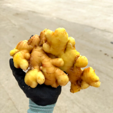 생강 세척생강[특품] 25년 수확 햇생강 최상품 국내산, 1개, 3kg