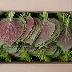 경산 하양 싱싱한 깻잎 찹찹이 당일수확 직송, 1개, 500g