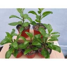 명월초 당뇨초 모종 포트 화분 5개