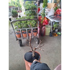 霏霏園藝 造型鳥仔梨, 1個