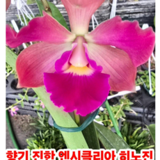 (팜 이연숙TV난원) 엔시크리어 히노진 외대 (현재 꽃 있음) 향이 엄청 진하고 좋아요 꽃 오래갑니다, 1개