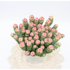 [골든플랜트] 루페스트리 특A급 핑크다육식물 고급희귀다육 실내인테리어 플랜테리어 관상용 식물, 1개